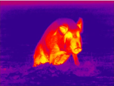 color thermal image