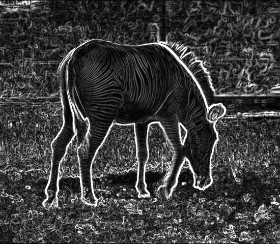 atlas_view_of_zebra_in_outline_1.jpg